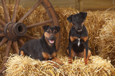 Zwei Deutsche Jagdterrier im Heu - HTF000235