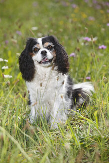 Cavalier King Charles Spaniel sitzend auf einer Wiese - HTF000241