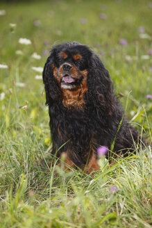 Cavalier King Charles Spaniel sitzend auf einer Wiese - HTF000243