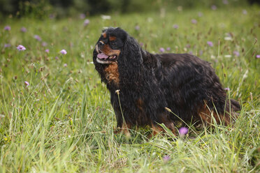 Cavalier King Charles Spaniel stehend auf einer Wiese - HTF000244