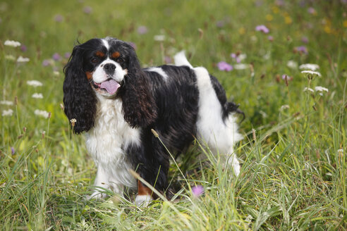 Cavalier King Charles Spaniel stehend auf einer Wiese - HTF000245