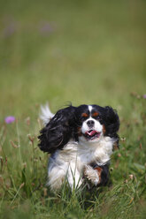 Cavalier King Charles Spaniel läuft auf einer Wiese - HTF000248