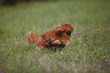 Cavalier King Charles Spaniel läuft auf einer Wiese - HTF000249