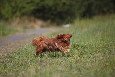 Cavalier King Charles Spaniel läuft auf einer Wiese - HTF000250