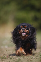 Cavalier King Charles Spaniel läuft auf einer Wiese - HTF000253