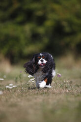 Cavalier King Charles Spaniel läuft auf einer Wiese - HTF000254