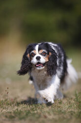 Cavalier King Charles Spaniel läuft auf einer Wiese - HTF000255