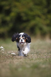 Cavalier King Charles spaniel running in a meadow - HTF000256