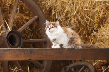 Britisch Langhaar, Kätzchen, sitzend auf einer Holzlatte in einer Scheune - HTF000258