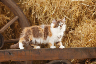 British Longhair, kitten, balancing on a wooden slat in a barn - HTF000259