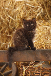 British Longhair, kitten, sitting on a wooden slat in a barn - HTF000263