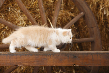 Britisch Langhaar, Kätzchen, balancierend auf einer Holzlatte in einer Scheune - HTF000229