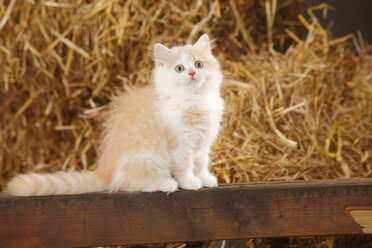 Britisch Langhaar, Kätzchen, sitzend auf einer Holzlatte in einer Scheune - HTF000228