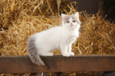 Britisch Langhaar, Kätzchen, sitzend auf einer Holzlatte in einer Scheune - HTF000226