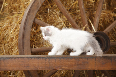 Britisch Langhaar, Kätzchen, stehend auf einer Holzlatte in einer Scheune - HTF000225