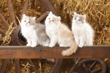 Three British Longhairs, kittens, sitting on a wooden slat in a barn - HTF000224