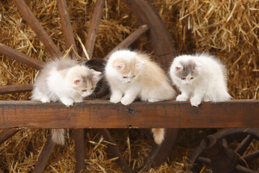 Three British Longhairs, kittens, sitting on a wooden slat in a barn - HTF000223
