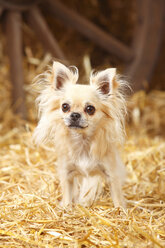 Longhaired Chihuahua standing at hay - HTF000222