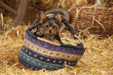 Yorkshire Terrier, Welpe, sitzend im afrikanischen Korb - HTF000221