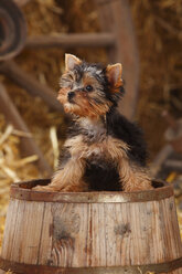 Yorkshire Terrier, puppy, sitting on a tub - HTF000264