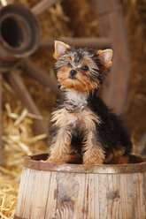 Yorkshire Terrier, Welpe, sitzt auf einer Wanne - HTF000265