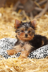 Yorkshire Terrier, Welpe, liegend auf einem Kissen im Heu - HTF000267