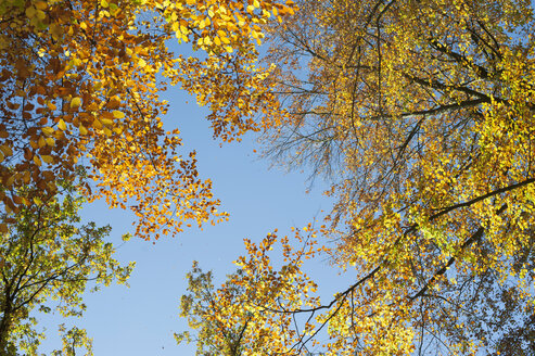 Deutschland, Blick aus der Froschperspektive auf Blau und Baumkronen im Herbst - MJF000431