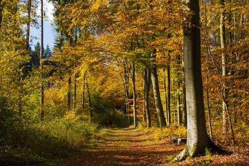 Deutschland, Blick auf den Herbstwald - MJ000430