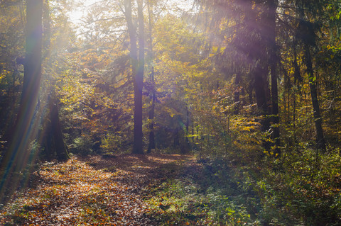 Deutschland, Blick auf den Herbstwald, lizenzfreies Stockfoto