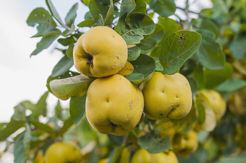 Quitten (Cydonia oblonga) am Baum, Nahaufnahme - MJ000427