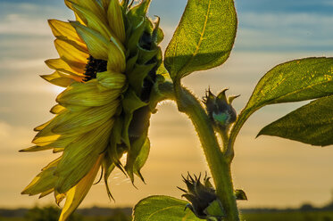 Sonnenblume bei Sonnenuntergang - MJF000411