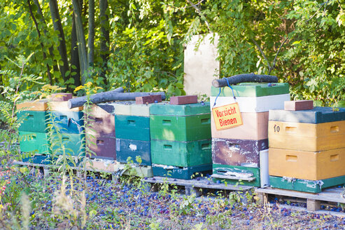 Deutschland, Sachsen, Bienenstöcke im Botanischen Garten - MJF000410