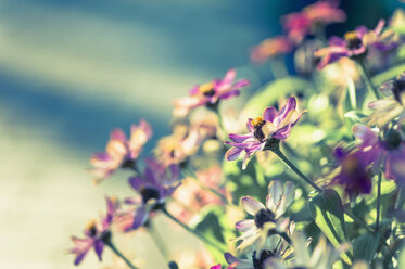 Blüten von Dahlien (Asteraceae) - MJF000409