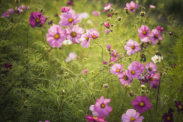 Blossoms of Mexican aster (Cosmos bipinnatus) - MJ000406