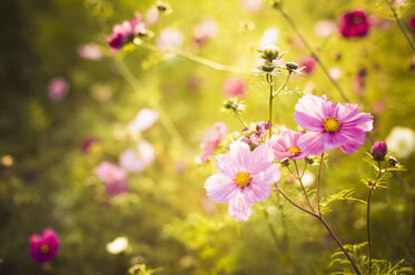 Blossoms of Mexican aster (Cosmos bipinnatus) - MJF000405