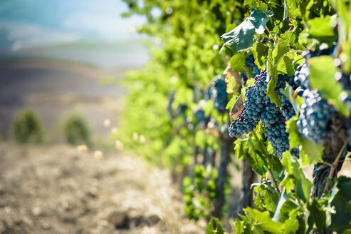 Italien, Toskana, San Quirico d'Orcia, blaue Trauben am Weinstock - MJF000401