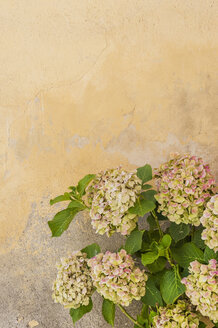 Italien, Toskana, San Quirico d'Orcia, Hortensien vor einer Fassade - MJF000436