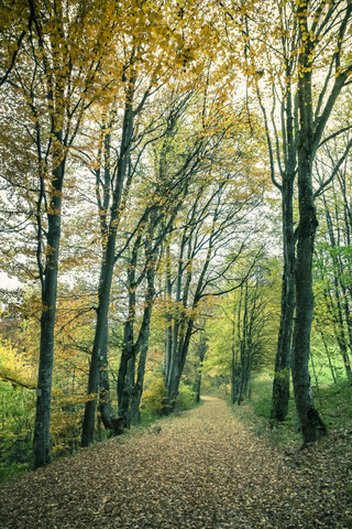 Germany, Baden Wuerttemberg, Zollernalbkreis, forest path in autumn stock photo