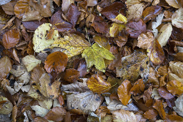 Germany, Baden Wuerttemberg, Zollernalbkreis, autum leaves - ELF000664