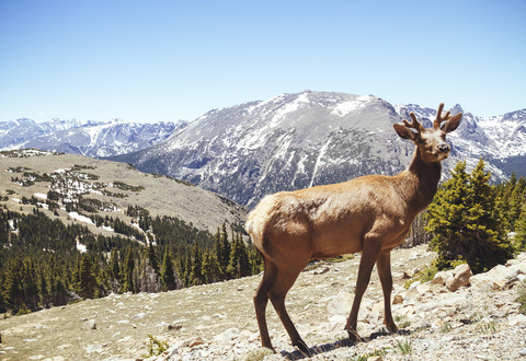 USA, Colorada, elk at Rocky Mountain National Park stock photo