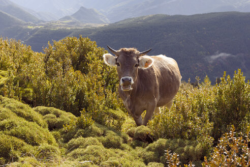 Spanien, Pyrenäen, Nationalpark Ordesa y Monte Perdido, Kuh bei Nerin - LAF000300