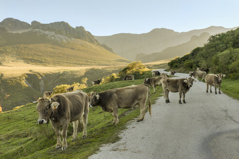 Spanien, Kantabrien, Nationalpark Picos de Europa, Kühe auf der Straße bei Collado de Llesba - LA000312