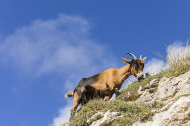 Spanien, Kantabrien, Nationalpark Picos de Europa, Ziege in den Bergen - LA000317