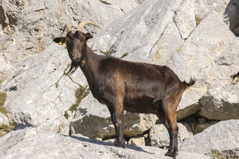 Spain, Cantabria, Picos de Europa National Park, Goat in the mountains - LA000327