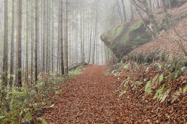 Österreich, Steiermark, Wanderweg bei Weiz - GFF000314