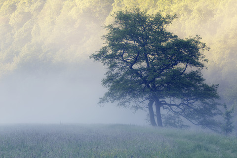 Austria, Upper Austria, Thaya Valley National Park, meadow and trees, fog stock photo