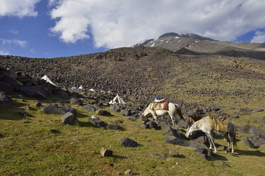 Türkei, Ostanatolien, Provinz Agri, Nationalpark Berg Ararat, Packpferd im Basislager - ES000831
