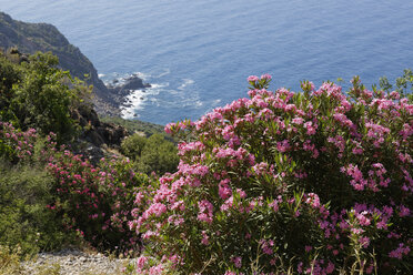 Turkey, Antalya Province, Turkish Riviera, Cilicia, Gazipasa, flowering oleander - SIEF004775