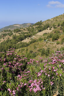 Türkei, Provinz Mersin, Türkische Riviera, Küste bei Anamur, Oleander - SIEF004773