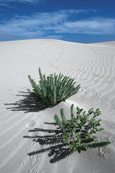 Spain, Fuerteventura, Corralejo, Parque Natural de Corralejo, plants at sand dune - VI000169